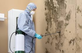 Best Black Mold Removal  in Port Angeles, WA